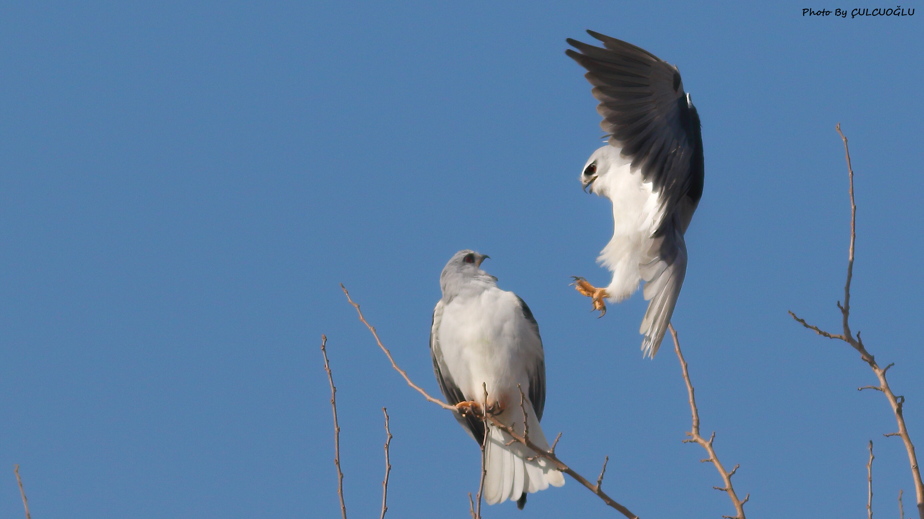 Black-winged Kite